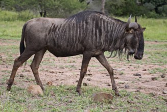 Streifengnu, blue wildebeest (Connochaetes taurinus), S