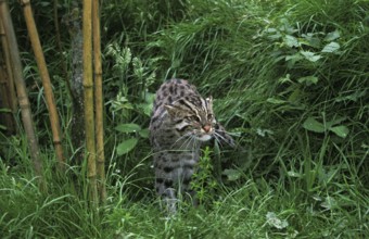 Fishing cat (prionailurus viverrinus), adult in long grass