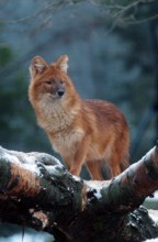 Dhole (Cuon alpinus), dhole, Snow, snow