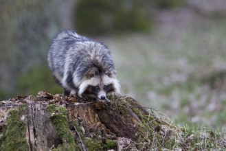Marderhund, Nyctereutes procyonoides, common raccoon dog