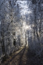 Forest path in winter