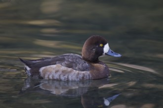 Scaup, female, Aythya marila, greater scaup, female