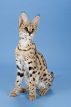 Serval (Leptailurus serval), juvenile, captive, studio photograph