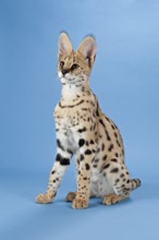 Serval (Leptailurus serval), juvenile, captive, studio photograph