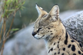Serval