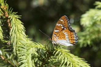 Poplar admiral, Limenitis populi, poplar admiral