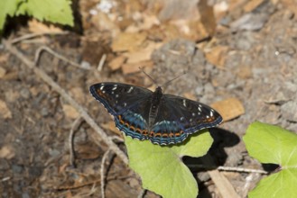 Poplar admiral, Limenitis populi, poplar admiral