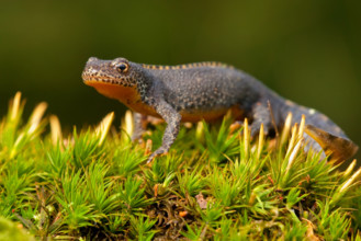 Alpine newt (Ichthyosaura alpestris) Rhineland-Palatinate, Germany, Europe