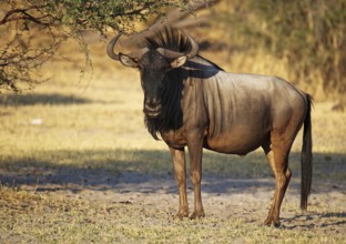 Streifengnu, blue wildebeest (Connochaetes taurinus), Makgadikgadi Pans National Park, Botswana,