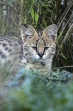 Serval
