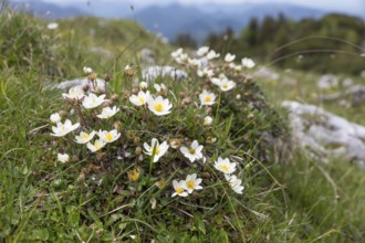 White dryad (Dryas octopetala) in the Alps, Bavaria