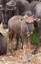 Blue wildebeest (Connochaetes taurinus), S