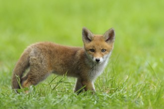 Fox cub, Vulpes vulpes, Germany, Europe