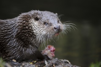Eurasian Otter (Lutra lutra)