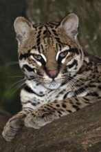 Ocelot (leopardus pardalis), ADULT lies down on a branch