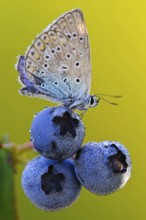 Common blue butterfly (Polyommatus icarus) on blueberry (Vaccinium myrtillus), common blueberry,