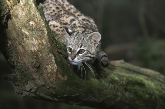 Geoffroy's Cat, oncifelis geoffroyi, Adult