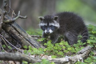 Raccoon (Procyon lotor) , Young animal, Lower Saxony, Germany, Europe