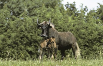 Blacke Wildebeest (connochaetes gnou), Female with Calf