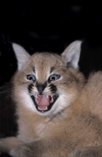 Caracal (caracal caracal), Cub snarling