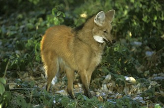 Maned wolf (chrysocyon brachyurus), adult