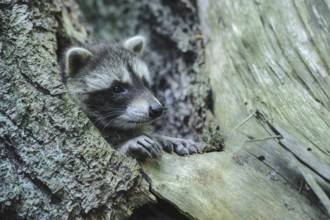 Raccoon (Procyon lotor) , Young animal, Lower Saxony, Germany, Europe