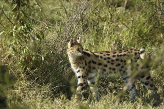 Serval (leptailurus serval), Adult standing in Long Grass, Masai Mara Park in Kenya