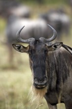 Blue Wildebeest (connochaetes taurinus), Portrait of Adult, Masai Mara Park in Kenya