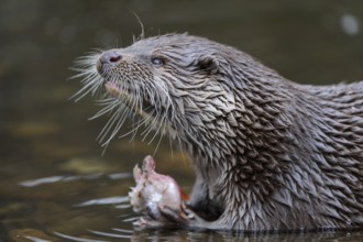 Eurasian Otter (Lutra lutra)