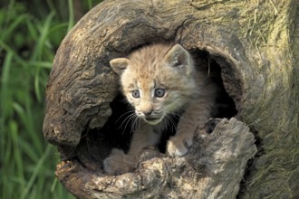 Canadian Lynx, cub, 8 weeks (Lynx lynx canadensis) (Felis lynx canadensis), Silver Lynx