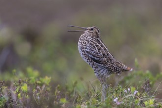 Great snipe (Gallinago media), courtship, Northern Norway, Finnmark, Lapland, Norway, Europe