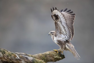 Steppe buzzard (Buteo buteo) Germany