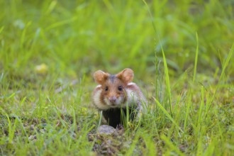 A European hamster (Cricetus cricetus), Eurasian hamster, black-bellied hamster or common hamster,