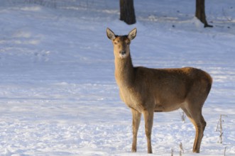 A deer in a snow-covered winter wonderland, red deer (Cervus elaphus), Bavaria