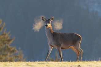 A female red deer (Cervus elaphus) stands in the first light of day on a meadow covered in hoar