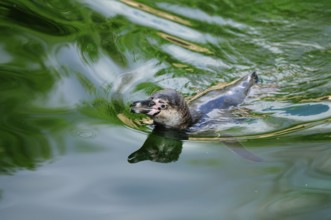 Penguin moves calmly in the shimmering green water, surroundings in harmonious motion, Humboldt