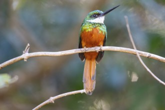 Rufous-tailed jacamar (Galbula ruficauda) Pantanal Brazil