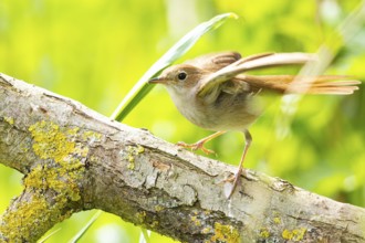 Nightingale (Luscinia megarhynchos) Germany