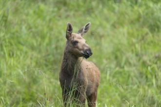 Moose (Alces alces) calf standing on a wet meadow. Green grass around