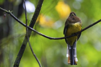 Black-throated Trogon (Trogon rufus), Trogons (Trogonidae), Sierpe, Puentarenas, Costa Rica,