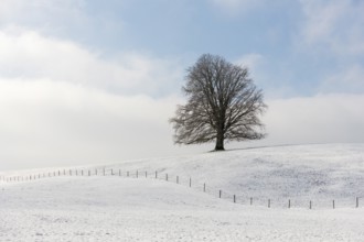 Single tree on snow-covered hill against blue sky, Neuschwanstein, Ried, Ostallgäu, Allgäu, Swabia,