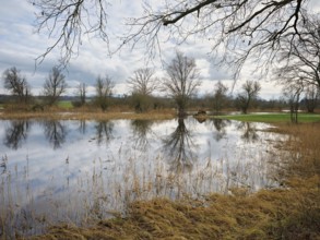 Floodplain landscape with pastures on the flooded Lorze, Maschwanden, Canton Zurich, Switzerland,