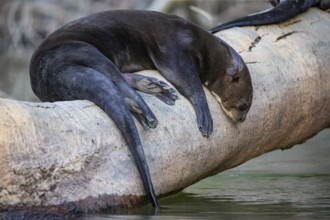 Giant otter (Pteronura brasiliensis) Pantanal Brazil