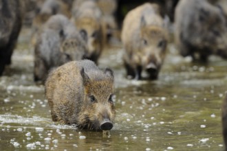 A group of wild boar moving through the water, wild boar (Sus scrofa), Hesse