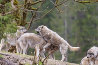 A pack of grey wolves (Canis lupus lupus) playing on a hill and showing social behaviour