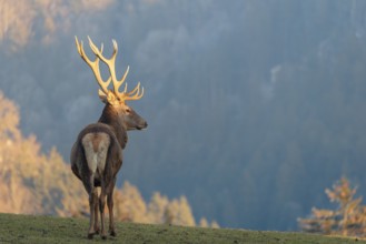 A red deer stag (Cervus elaphus) stands in a meadow in the low light of a winter's day. A forest