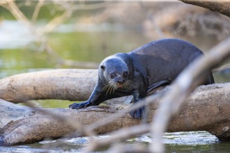 Giant otter (Pteronura brasiliensis) Pantanal Brazil
