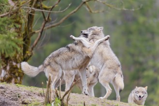 A pack of grey wolves (Canis lupus lupus) playing on a hill and showing social behaviour