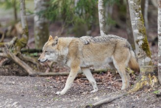 An adult female grey wolf (Canis lupus lupus) runs through the forest on an overcast day
