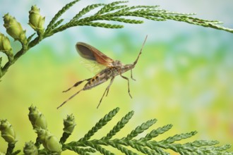 American cone bug (Leptoglossus occidentalis) in flight on the branch of a Thuja occidentalis